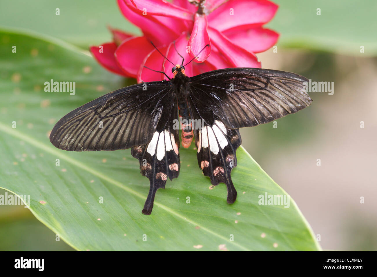 Rose commune Atrophaneura swallowtail (Pachliopta) aristolochiae, un papillon cambodgien Banque D'Images