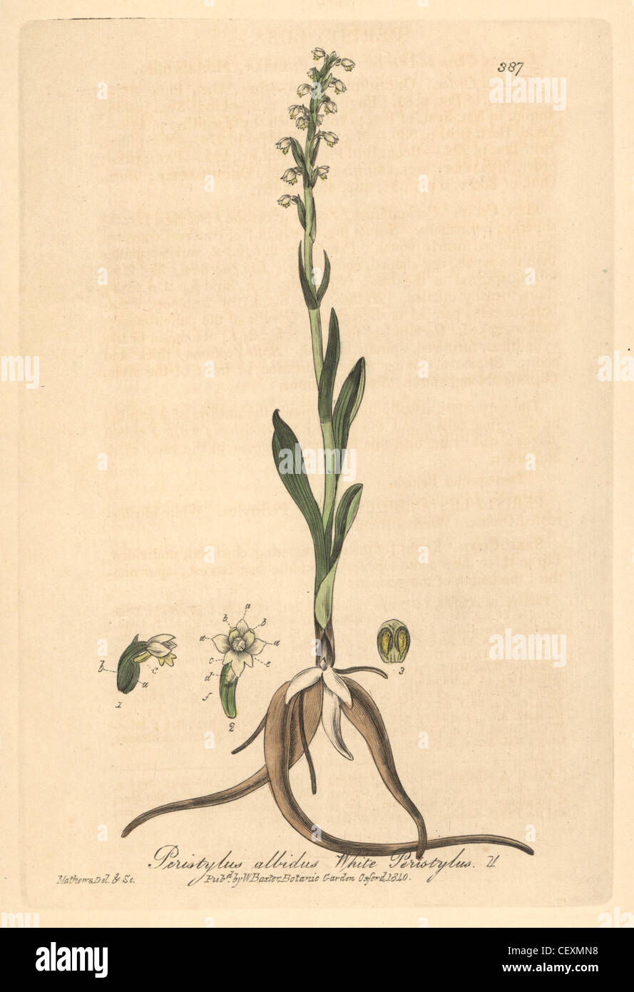 White peristylus, Peristylus albidus. Banque D'Images