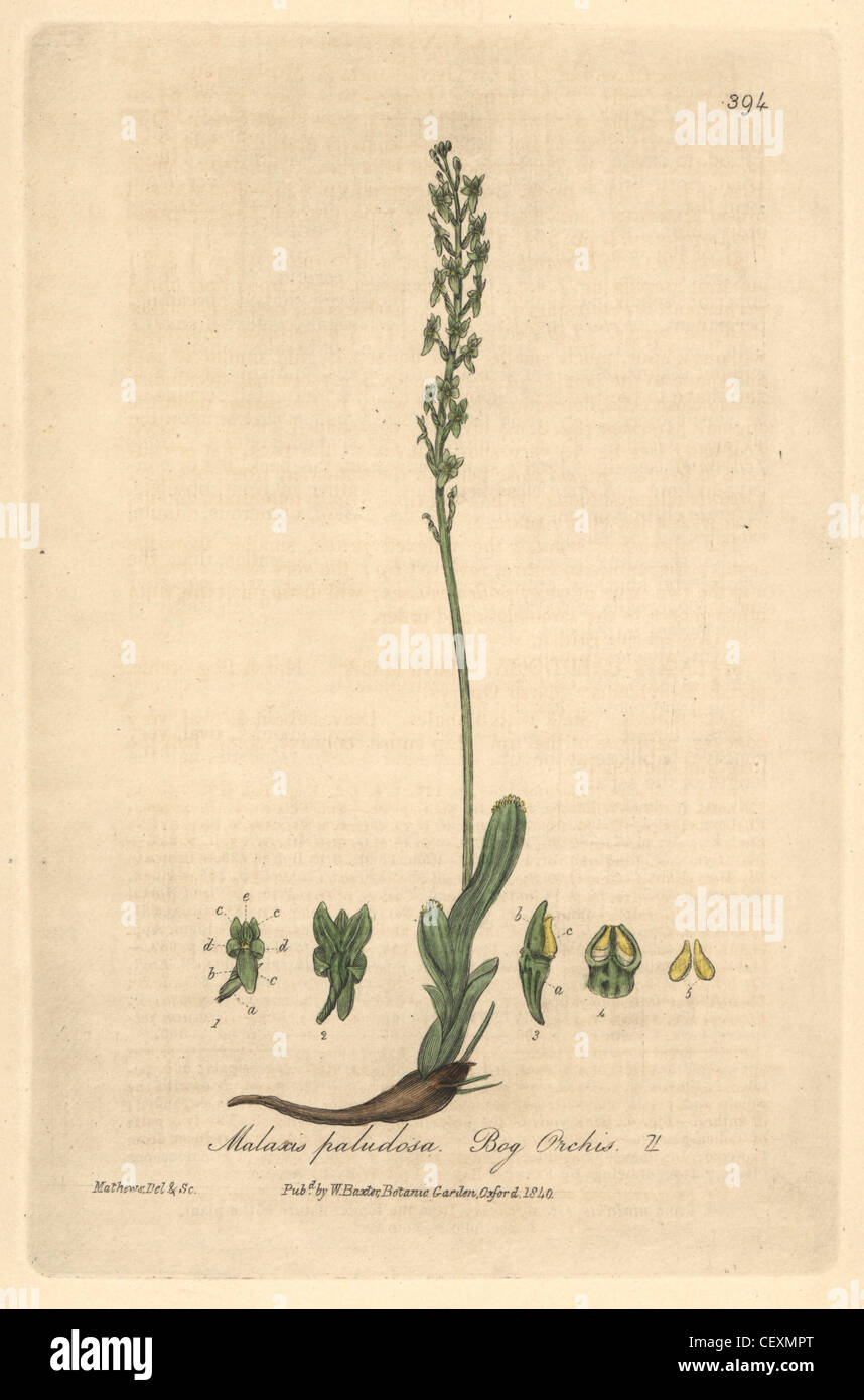 Malaxis paludosa, orchis des marais. Banque D'Images