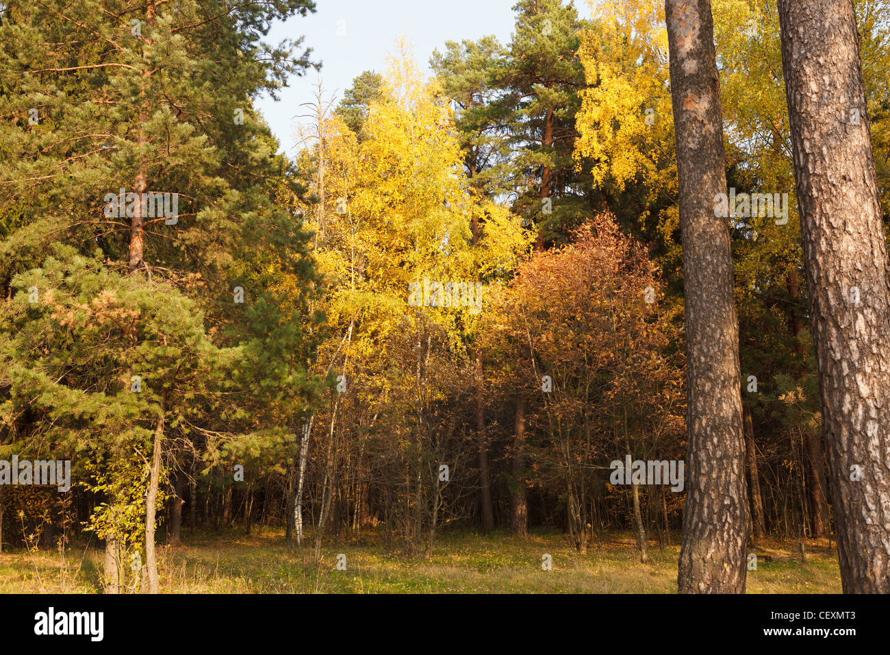 forêt d’automne Banque D'Images