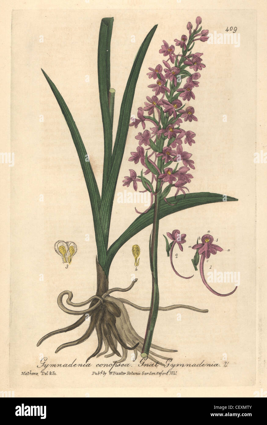 Grande, gymnadenia Gymnadenia conopsea. Banque D'Images