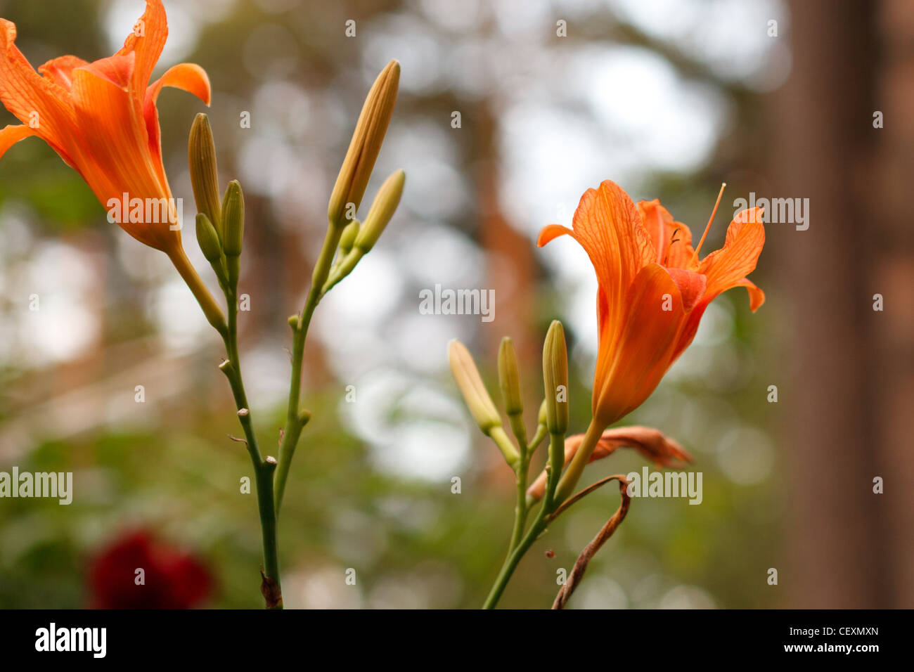 Jour-lily fleur orange avec des gouttes d'eau Banque D'Images