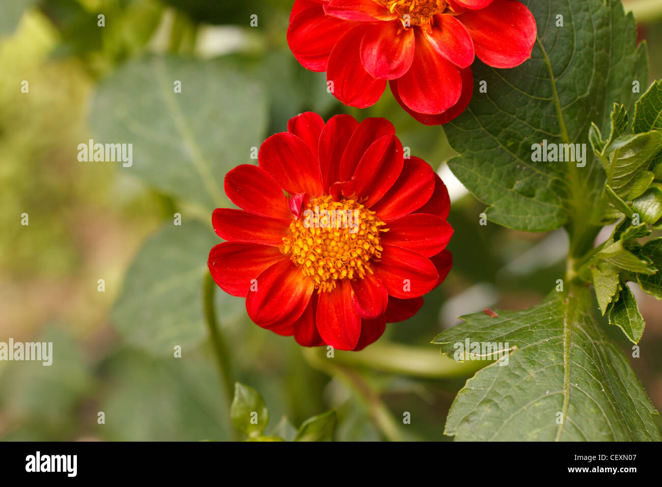 Fleur zinnia rouge Banque D'Images
