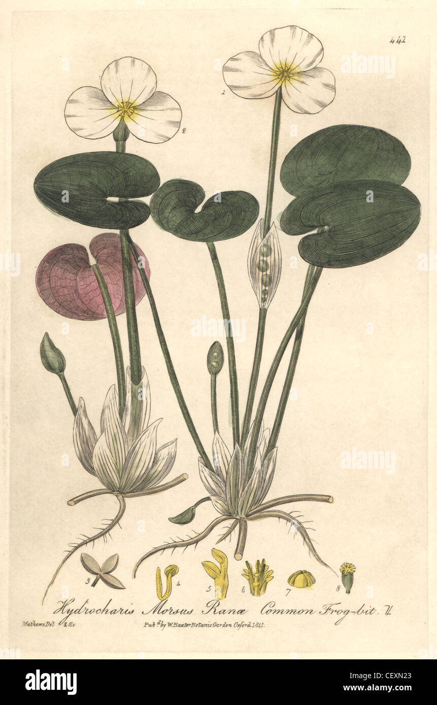 Grenouille rousse bits, Hydrocharis morsus ranae. Banque D'Images