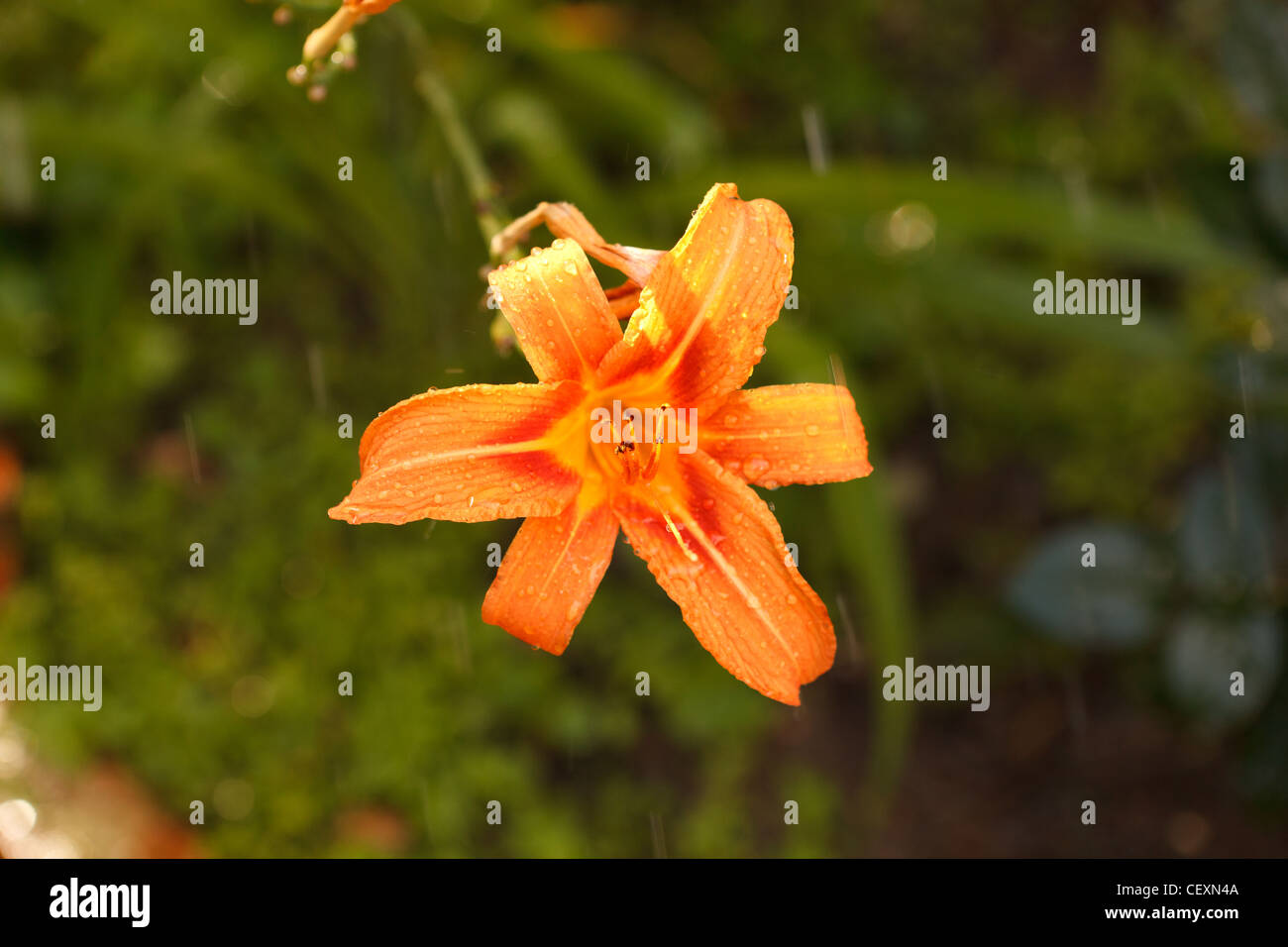 Jour-lily fleur orange avec des gouttes d'eau Banque D'Images