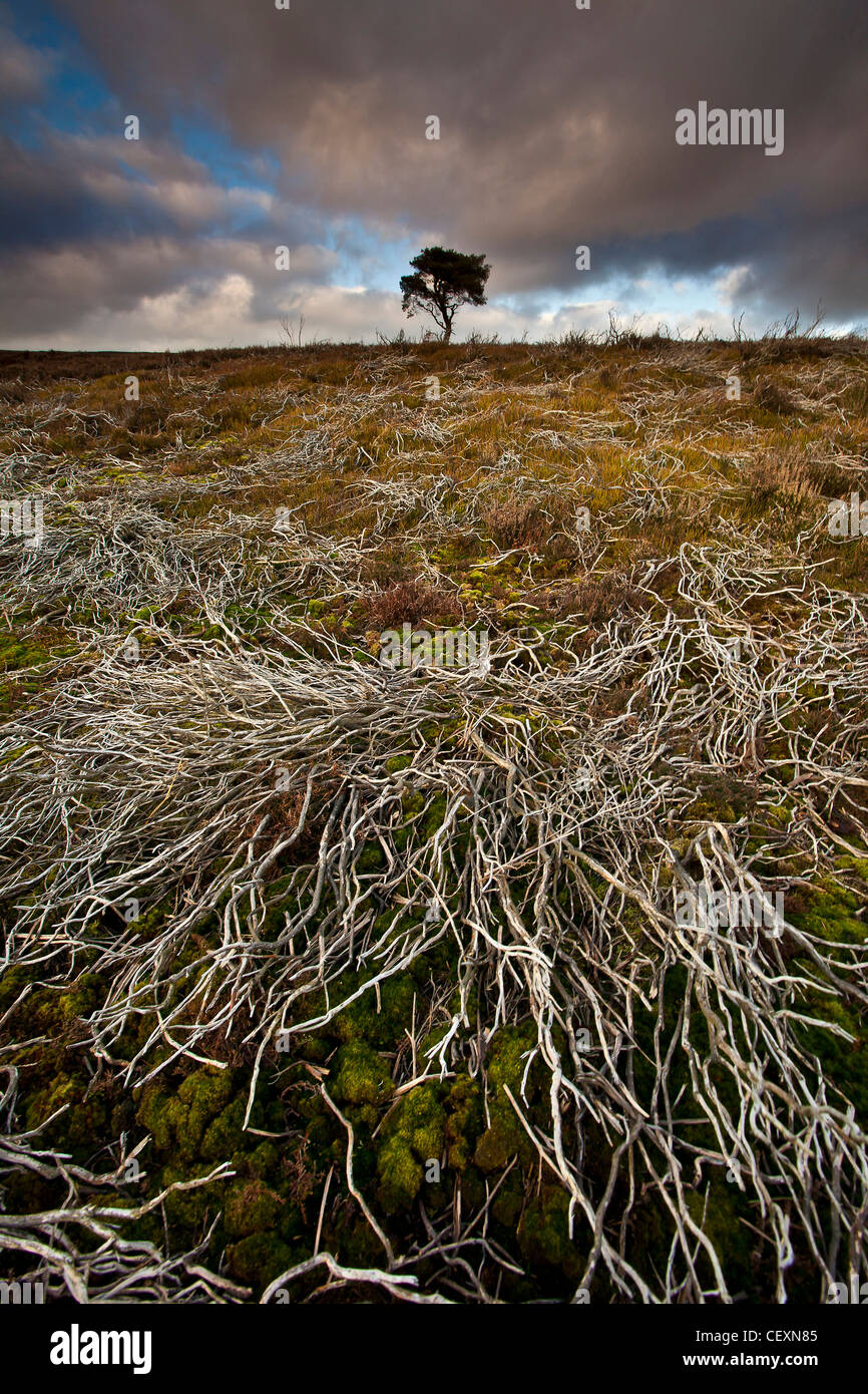 Lone Pine Tree sur le North York Moors National Park en hiver Banque D'Images