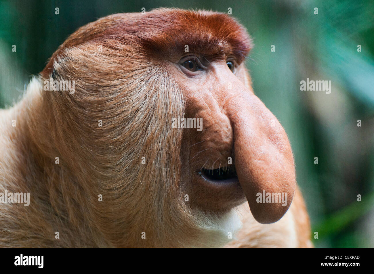 Portrait d'un Proboscis Monkey tourné dans le Bornéo Malaisien. Banque D'Images