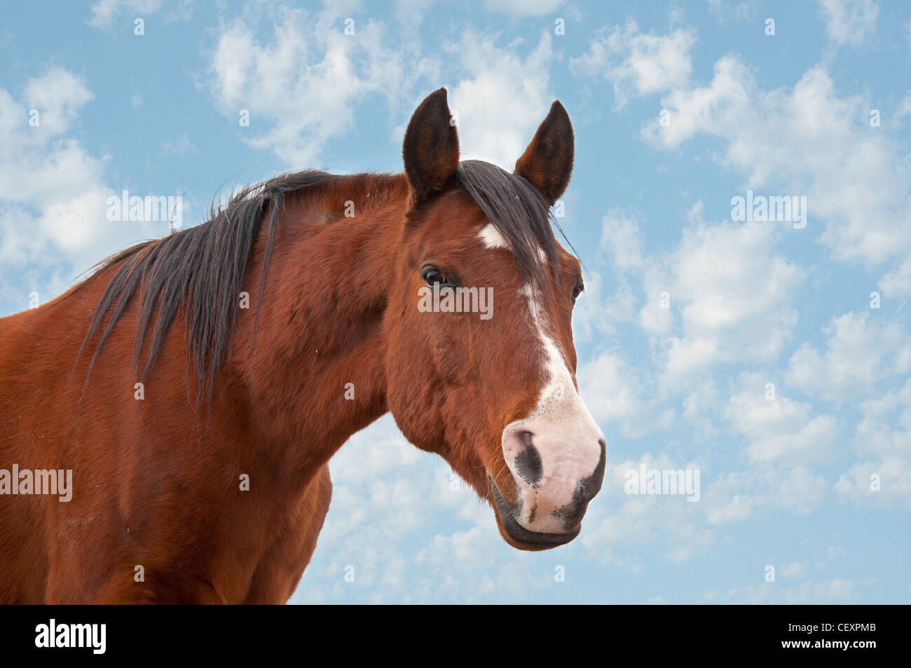 Un vieux cheval arabe contre un ciel nuageux Banque D'Images