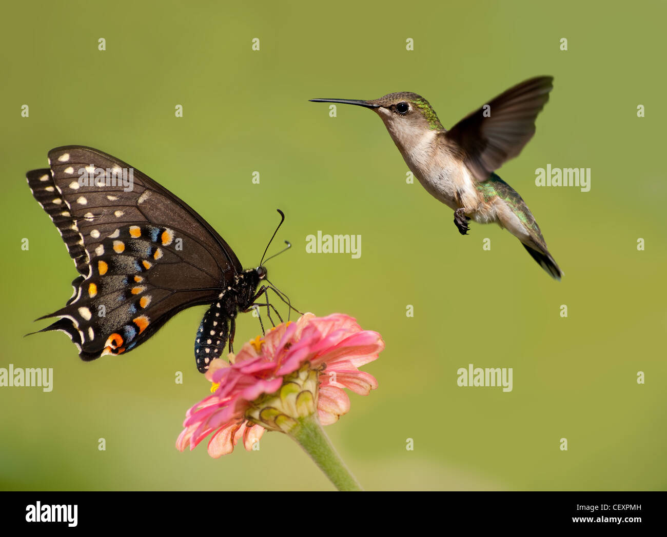 Papillon noir se nourrissant de fleur rose avec un colibri en vol stationnaire à côté Banque D'Images