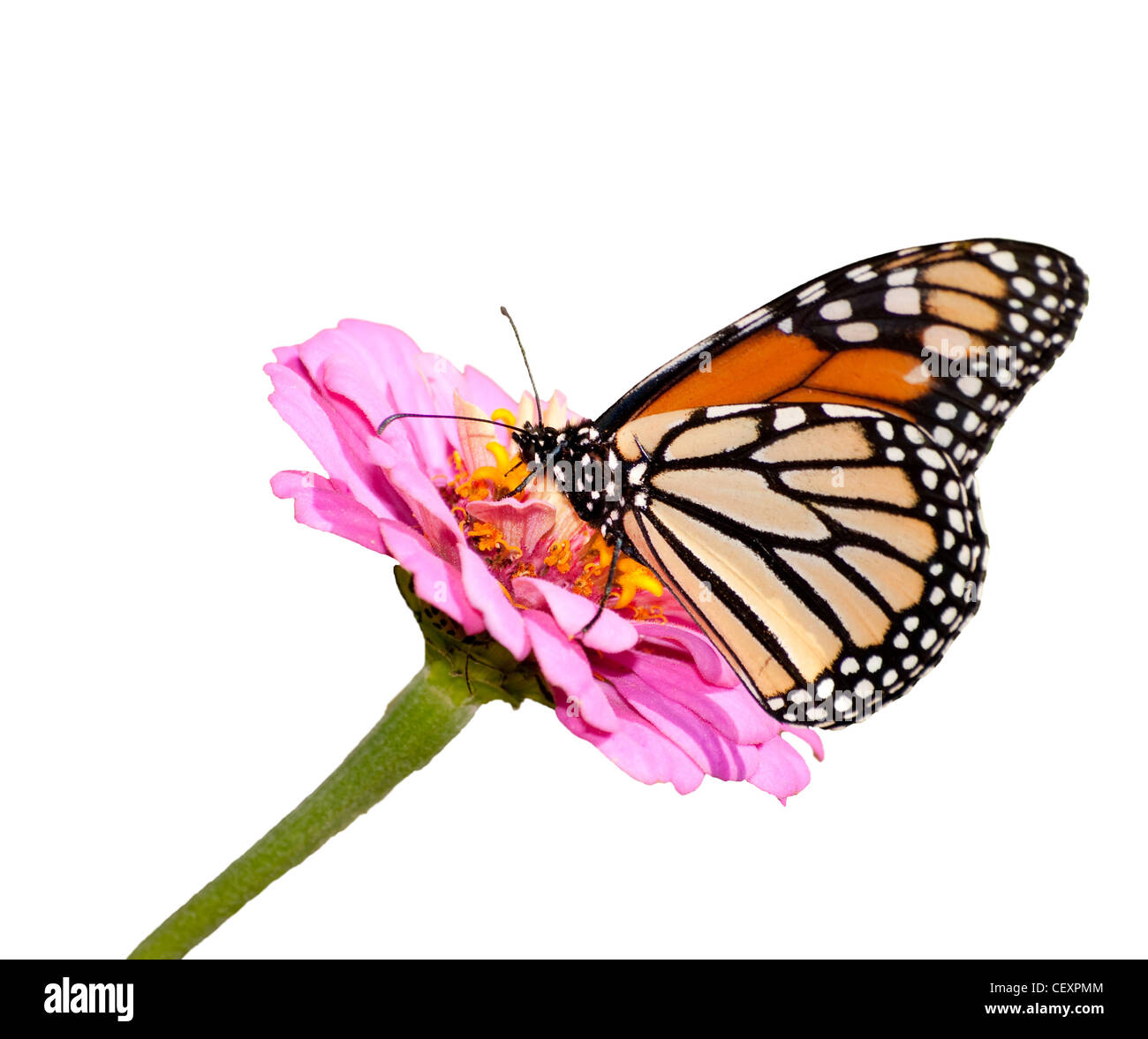 Papillon monarque, Danaus plexippus dans un jardin d'été, isolated on white Banque D'Images