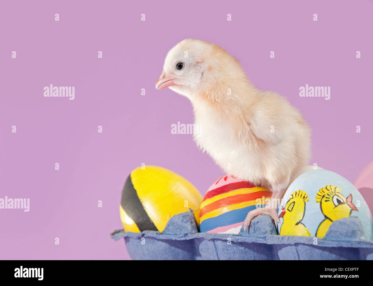 Pâques jaune poussin dans un oeuf oeufs peints avec carton Banque D'Images Pâques jaune poussin dans un oeuf oeufs peints avec carton Banque D'Images