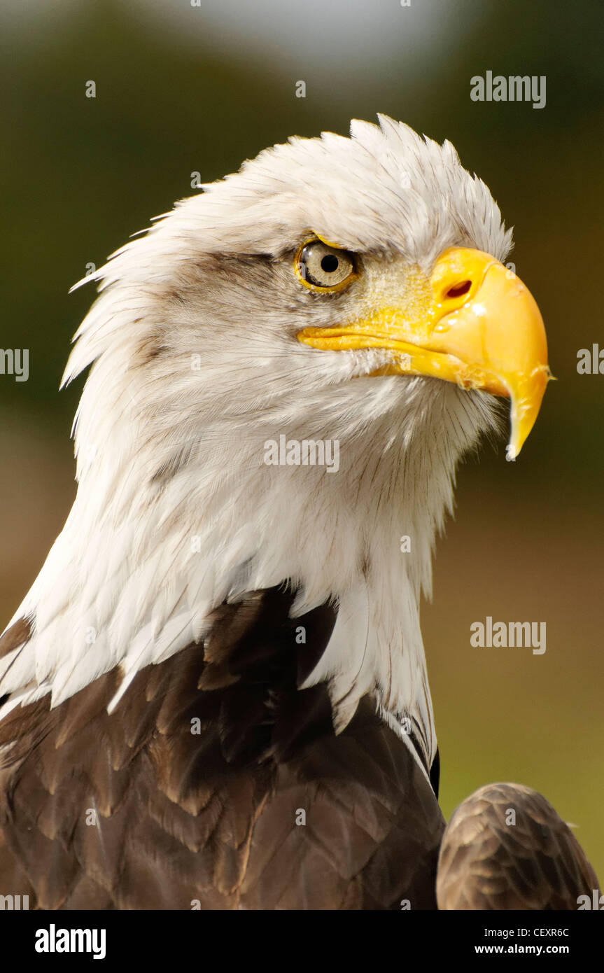 Le portrait d'un aigle chauve américain Banque D'Images