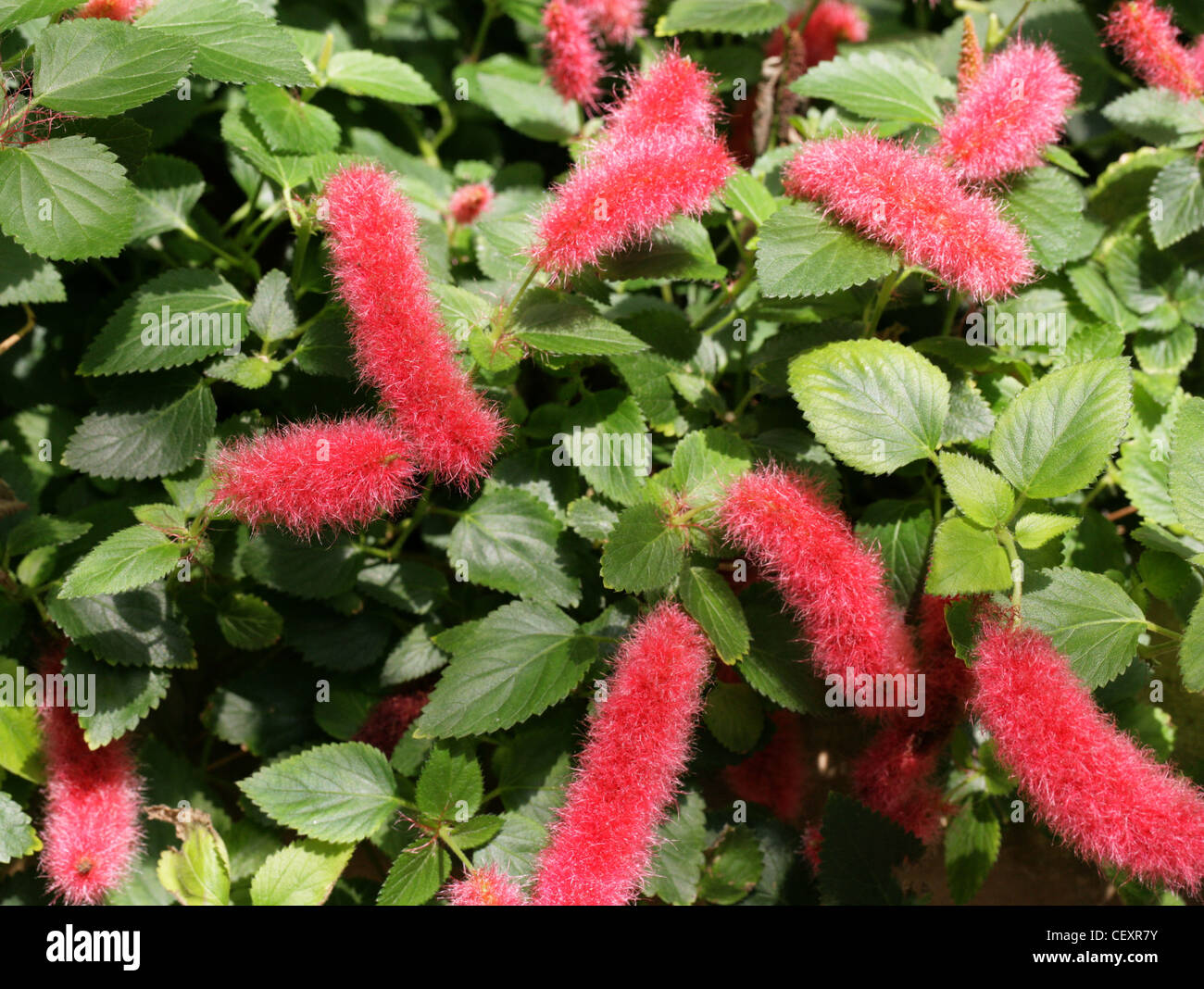 Ou de pied nain plante Chenille, fraise Firetails Red-Hot, queue de chat, queue du chaton, le pendula, Euphorbiaceae. Banque D'Images