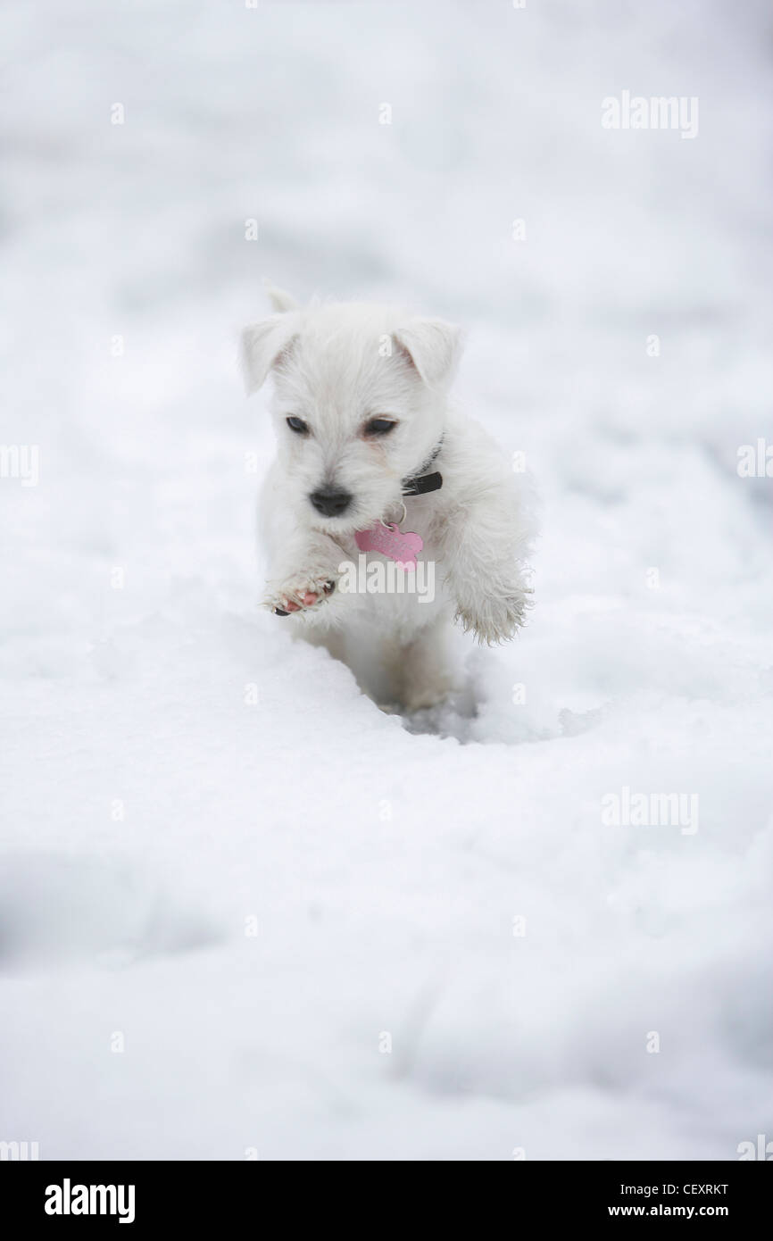 West Highland Terrier puppy, 8 semaines, sauter et jouer dans la neige, au Royaume-Uni. Banque D'Images