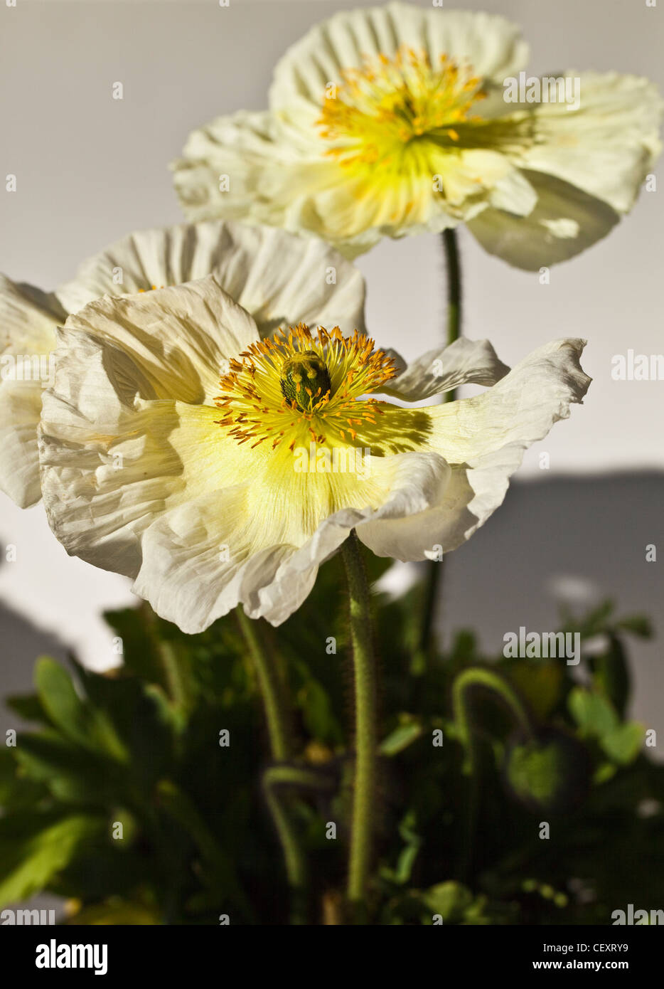 Close-up de fleurs : Blanc Papaver (coquelicots) Banque D'Images