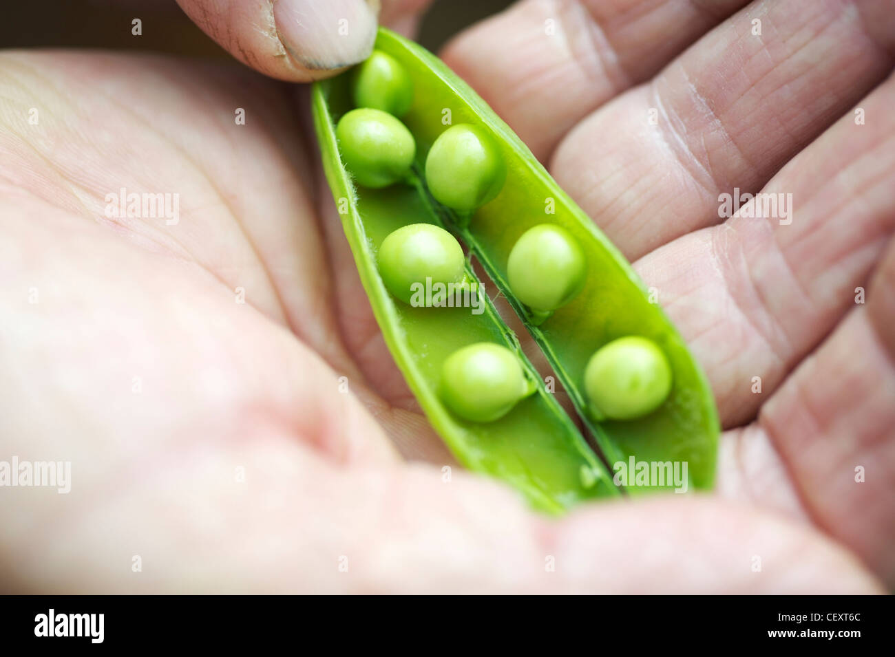 Personnes âgées gardener holding freshly picked petits pois dans une cosse Banque D'Images