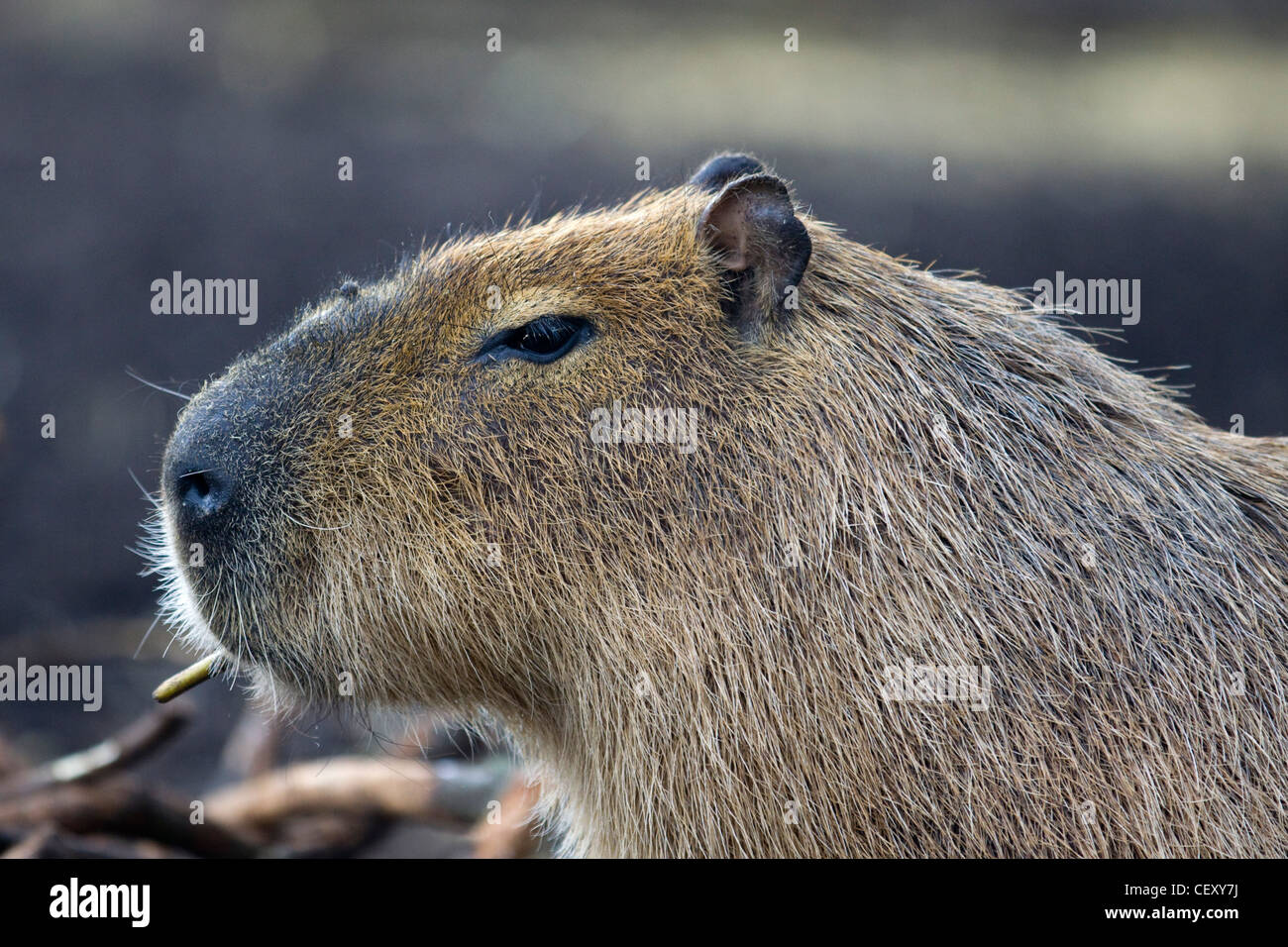 Capybara Hydrochoerus hydrochaeris en captivité Banque D'Images
