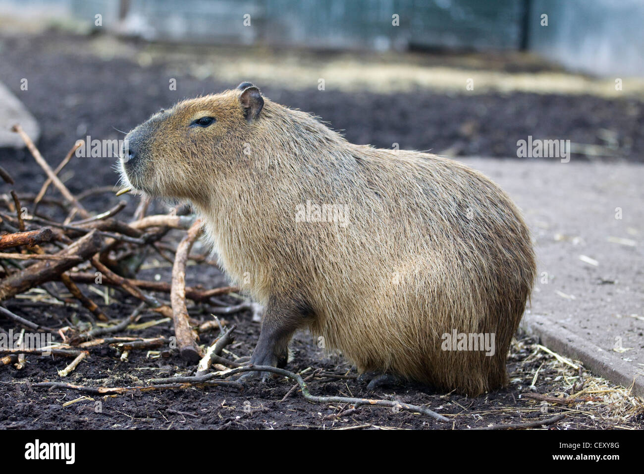Capybara Hydrochoerus hydrochaeris en captivité Banque D'Images