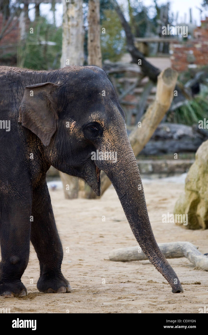 L'éléphant d'Asie en captivité Elephas maximus Banque D'Images