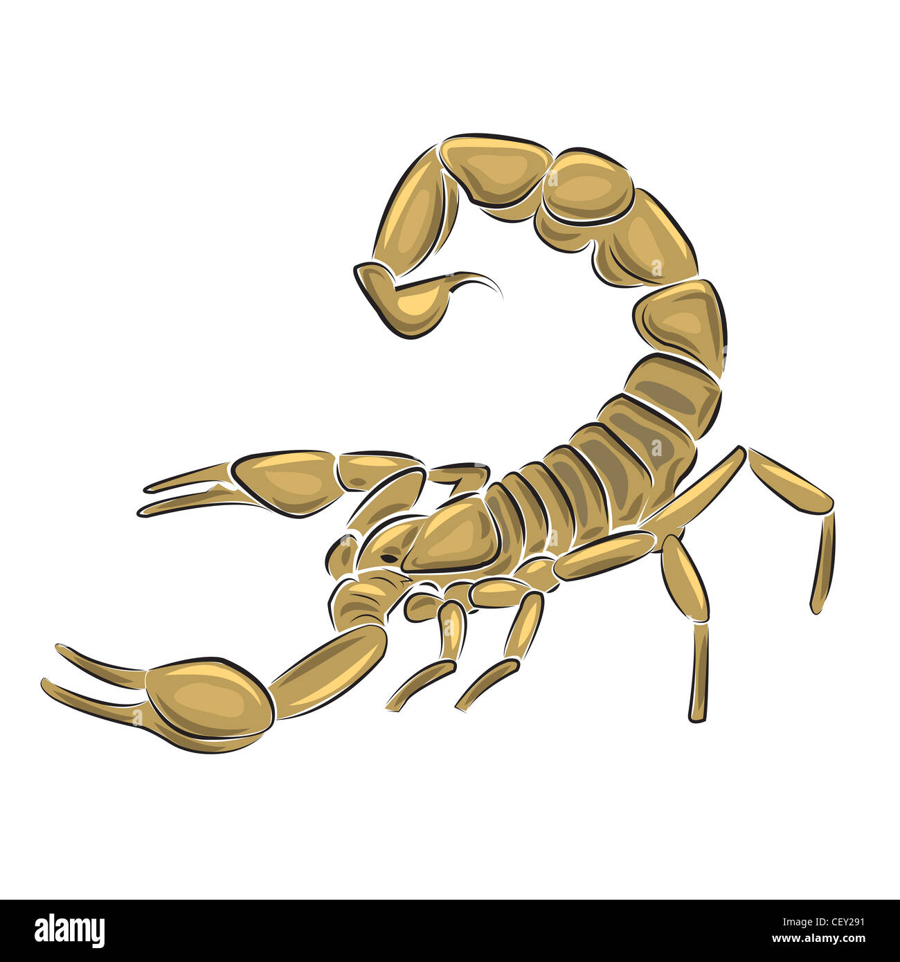 Scorpion isolé sur fond blanc. Banque D'Images