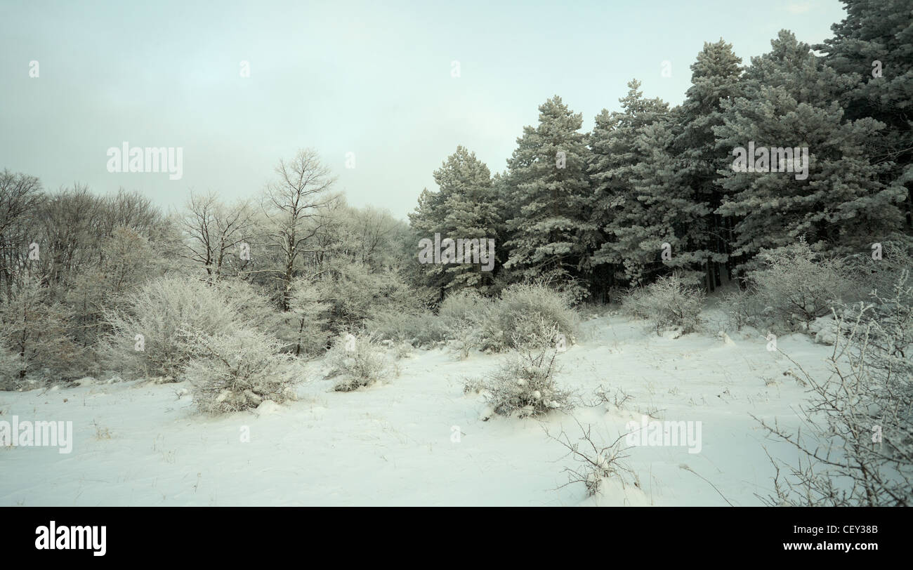 Frosen forêt avec neige au temps du soir Banque D'Images