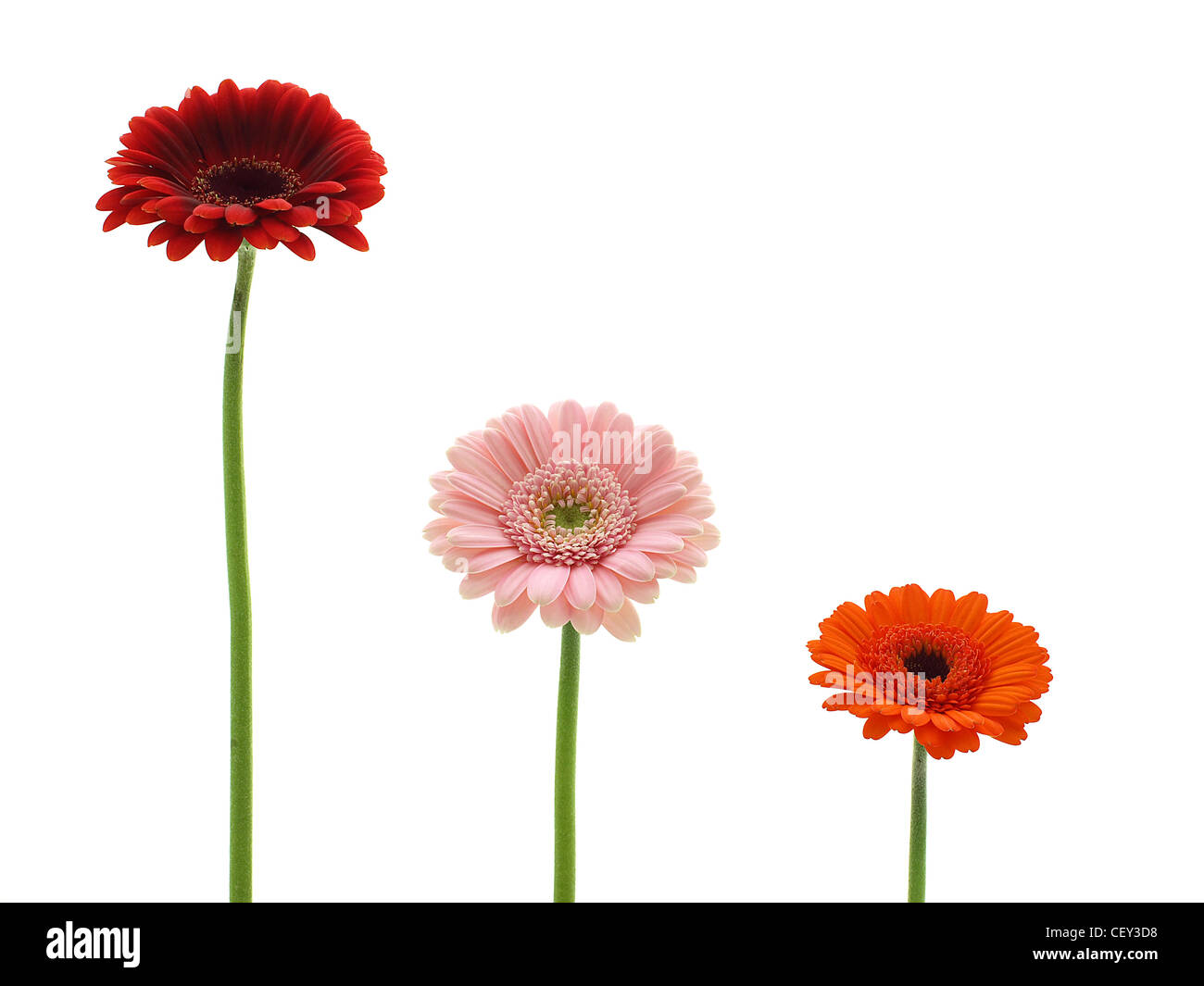 Gerbera isolated Banque D'Images