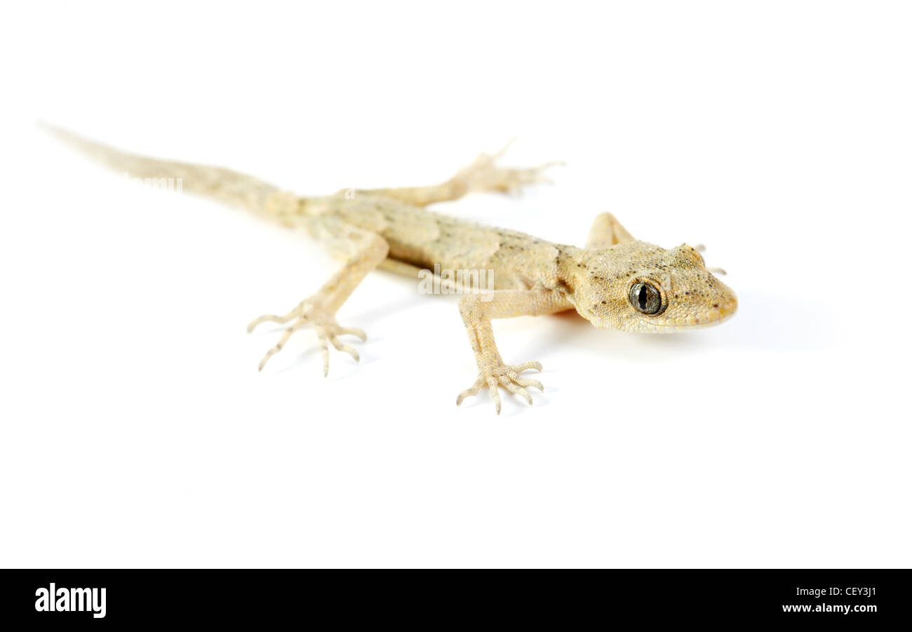 Lézard Gecko isolé sur blanc, petit animal reptile Banque D'Images