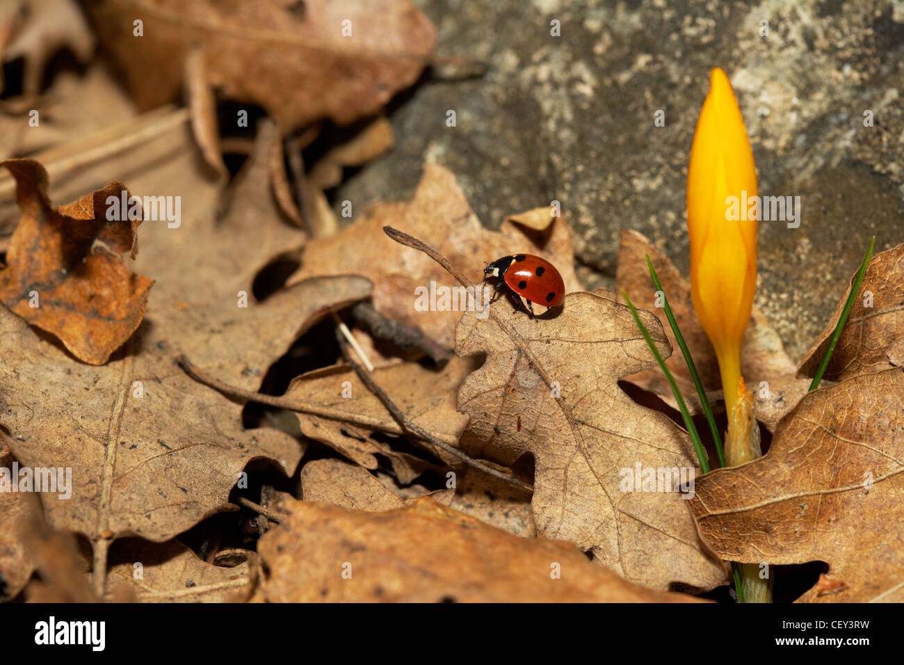 Lady-bird et un crocus de printemps Banque D'Images