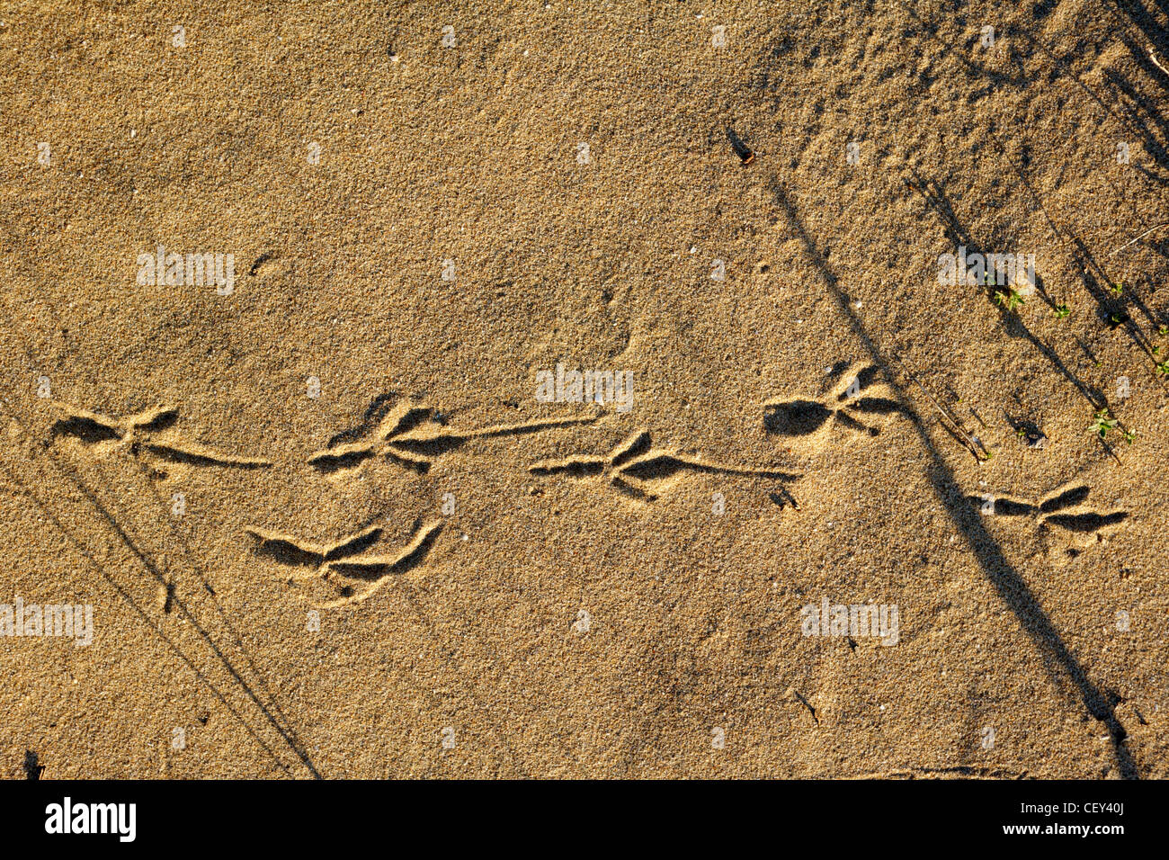 Trace d'oiseaux sur un sable à la côte de la mer Banque D'Images