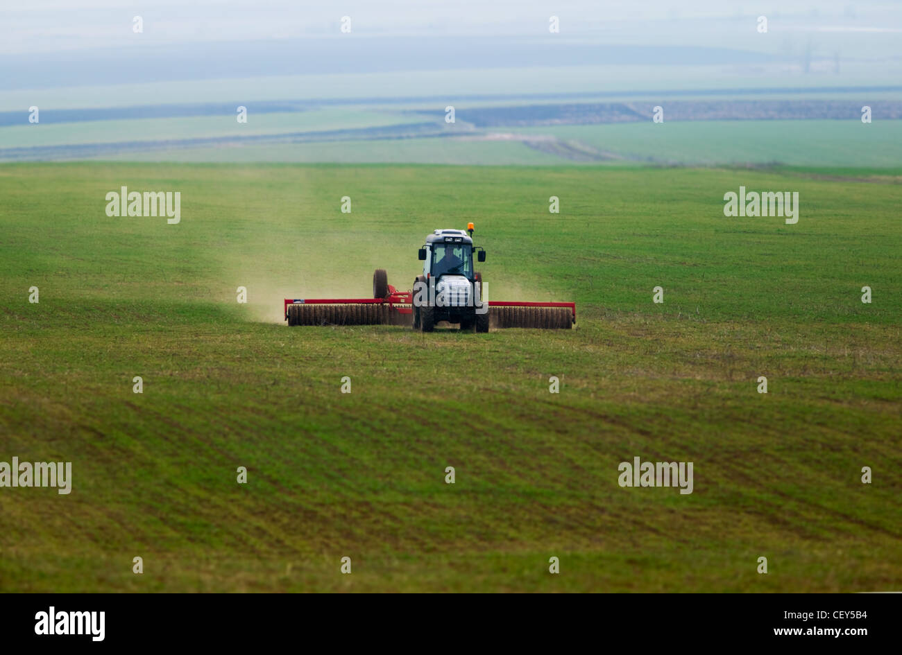 Un petit tracteur travaillant dans un champ de maïs vert Banque D'Images