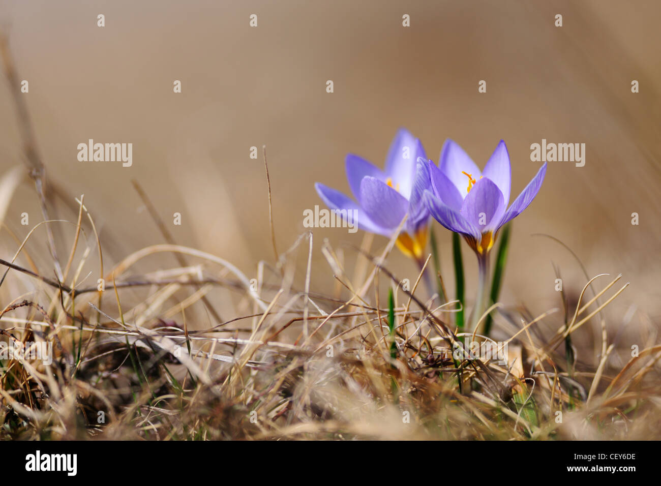 Fleurs de Printemps, fleurs fleurs crocus bleu sur fond magnifique Banque D'Images