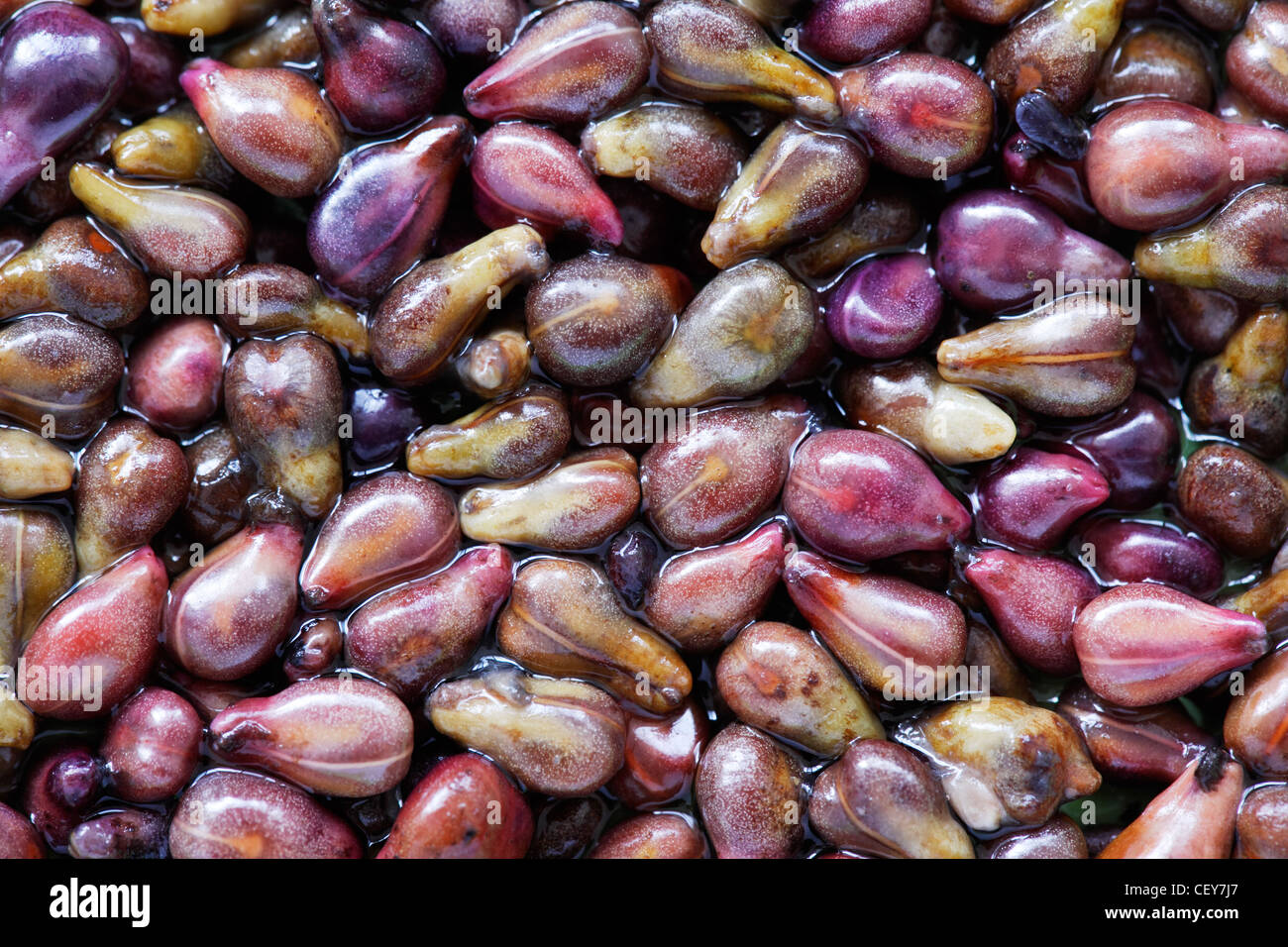 Close-up de graines de raisin, ingrédient de la médecine Banque D'Images