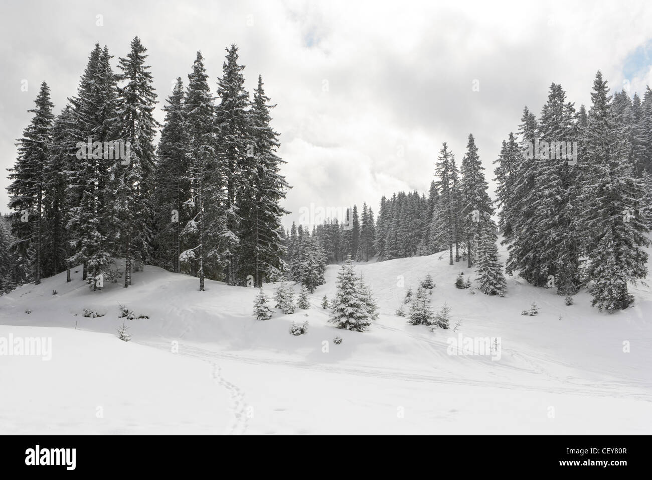 Paysage d'hiver dans les montagnes avec des forêts de pins Banque D'Images