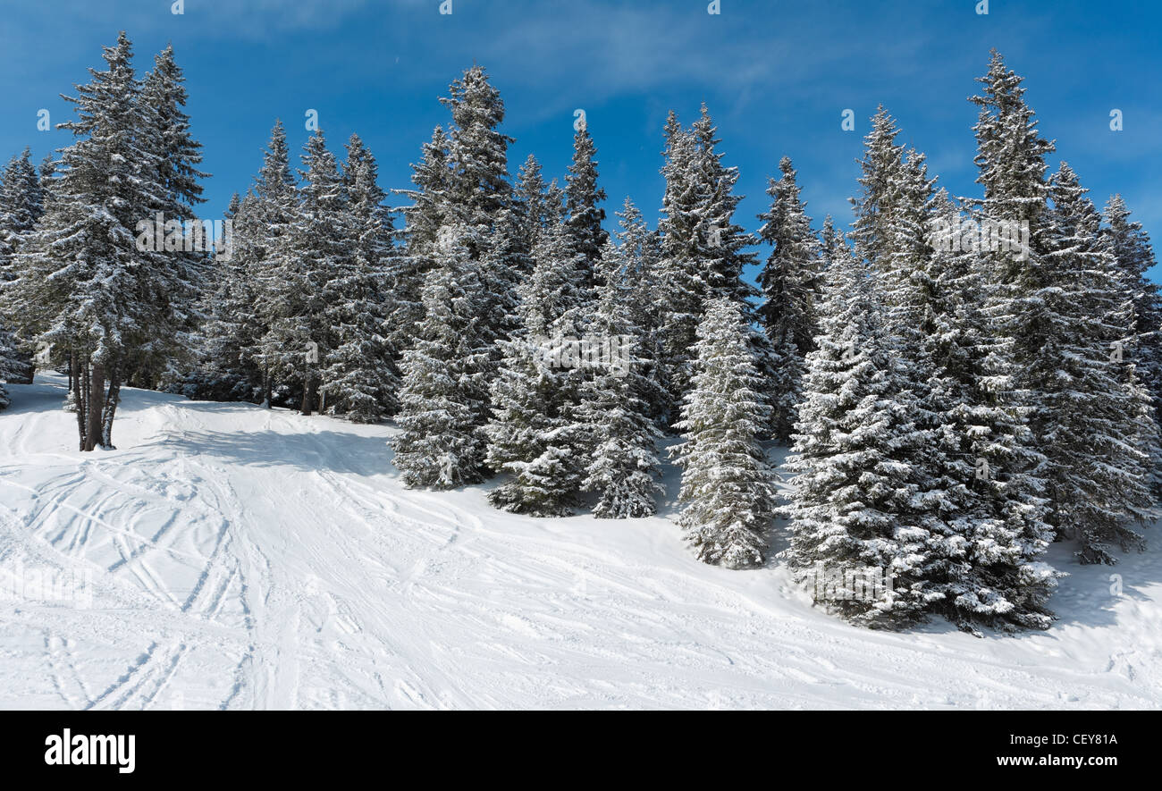 Forêt de pins d'hiver avec la Neige et ciel bleu Banque D'Images