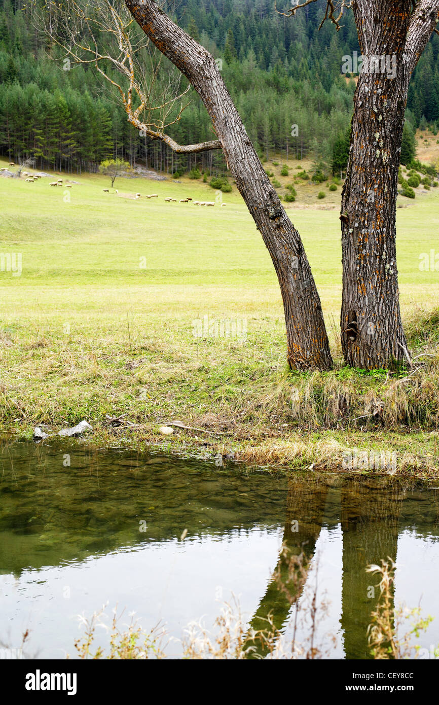 Arbre avec effet miroir sur le ruisseau de montagne Banque D'Images