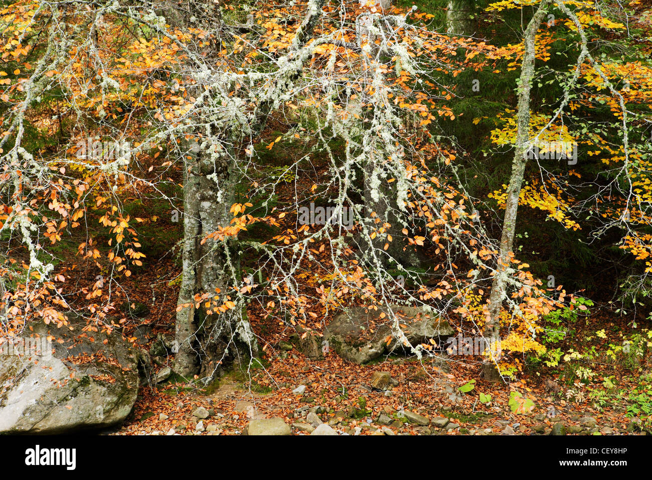 Automne forêt de hêtres et arbres avec le lichen sur les branches dans les montagnes des Rhodopes, Bulgarie Banque D'Images