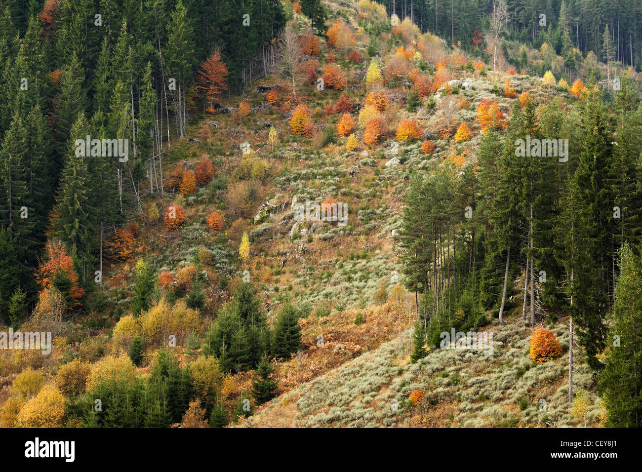 Rhodopes bulgares d'automne Banque D'Images