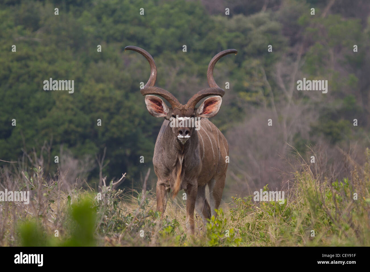 Le Kudu me regarder Banque D'Images