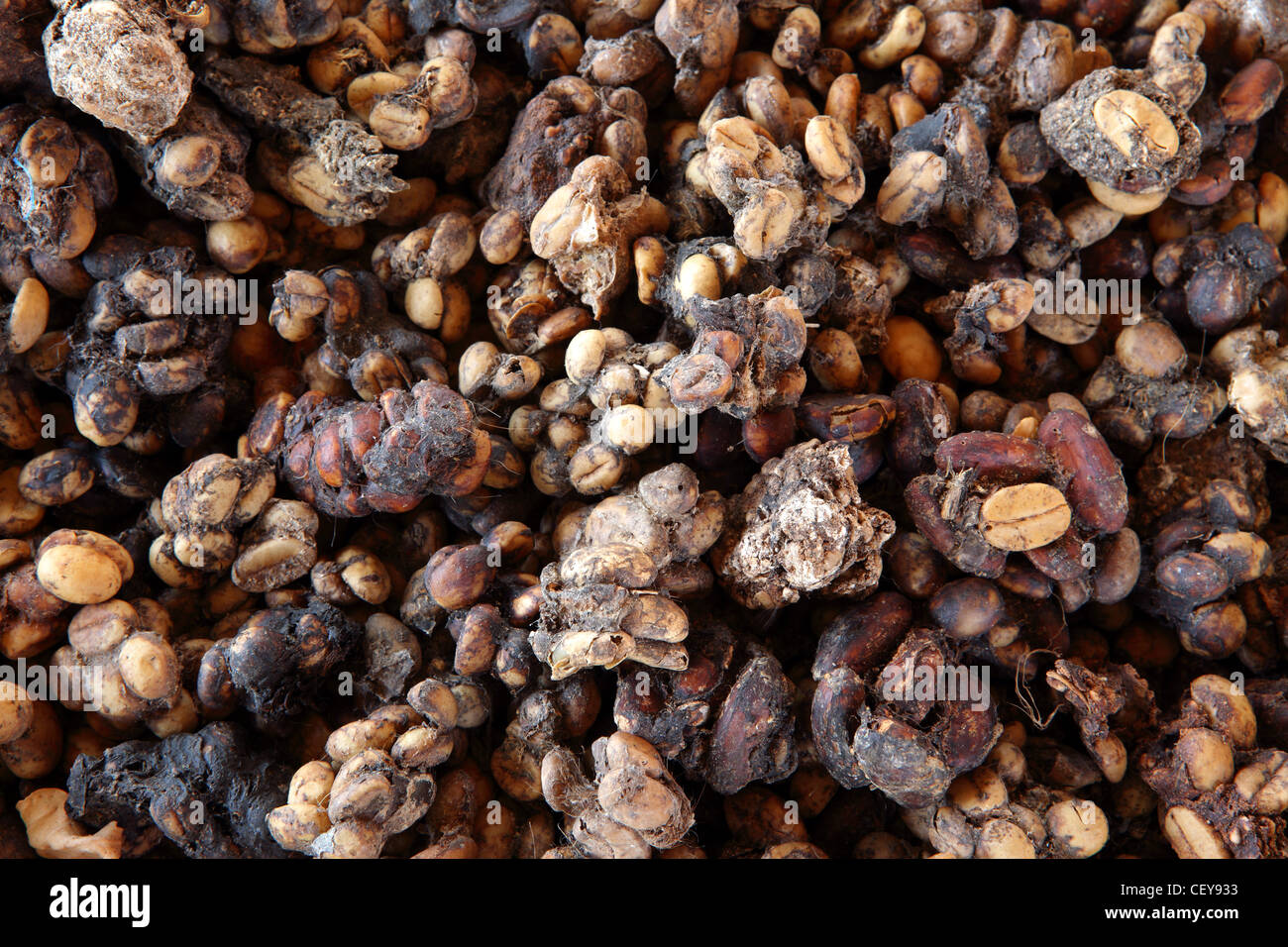 Chat de civette dung contenant du café et cacao en fèves, prêts à être lavés, séchés et torréfiés. Bukittinggi, à l'Ouest de Sumatra, Indonésie Banque D'Images