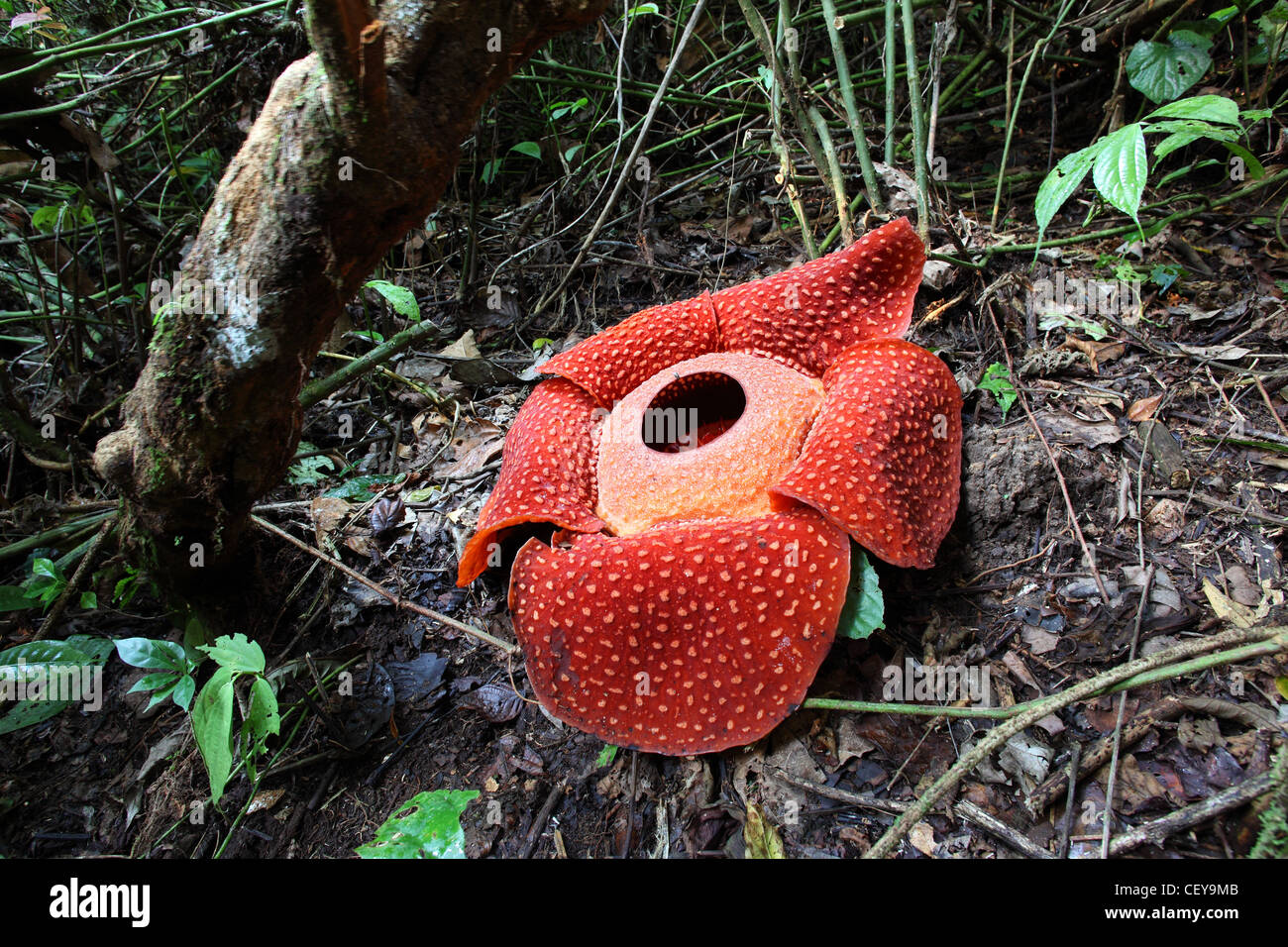 (Rafflesia arnoldii Rafflesia) fleur, une plante parasite vivant sur la vigne Tetrastigma. Bukittinggi, à l'Ouest de Sumatra, Indonésie Banque D'Images