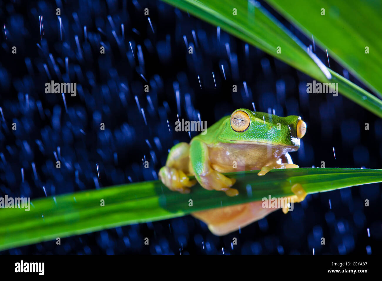 Petite rainette assis sur feuille verte dans la pluie Banque D'Images