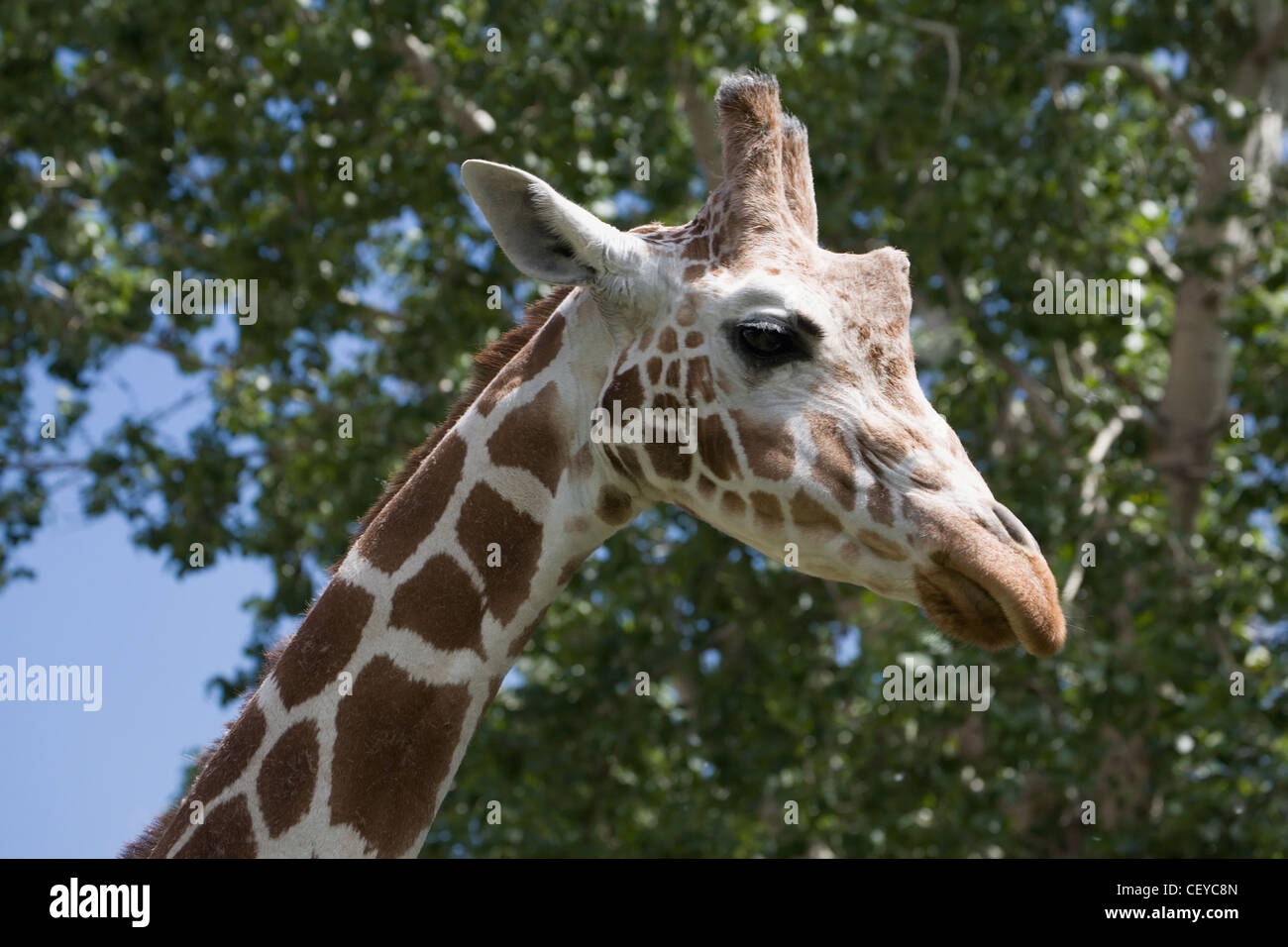 Close-up d'un profil d'une Girafe (Giraffa camelopardalis) la tête et le visage ; Calgary alberta canada Banque D'Images