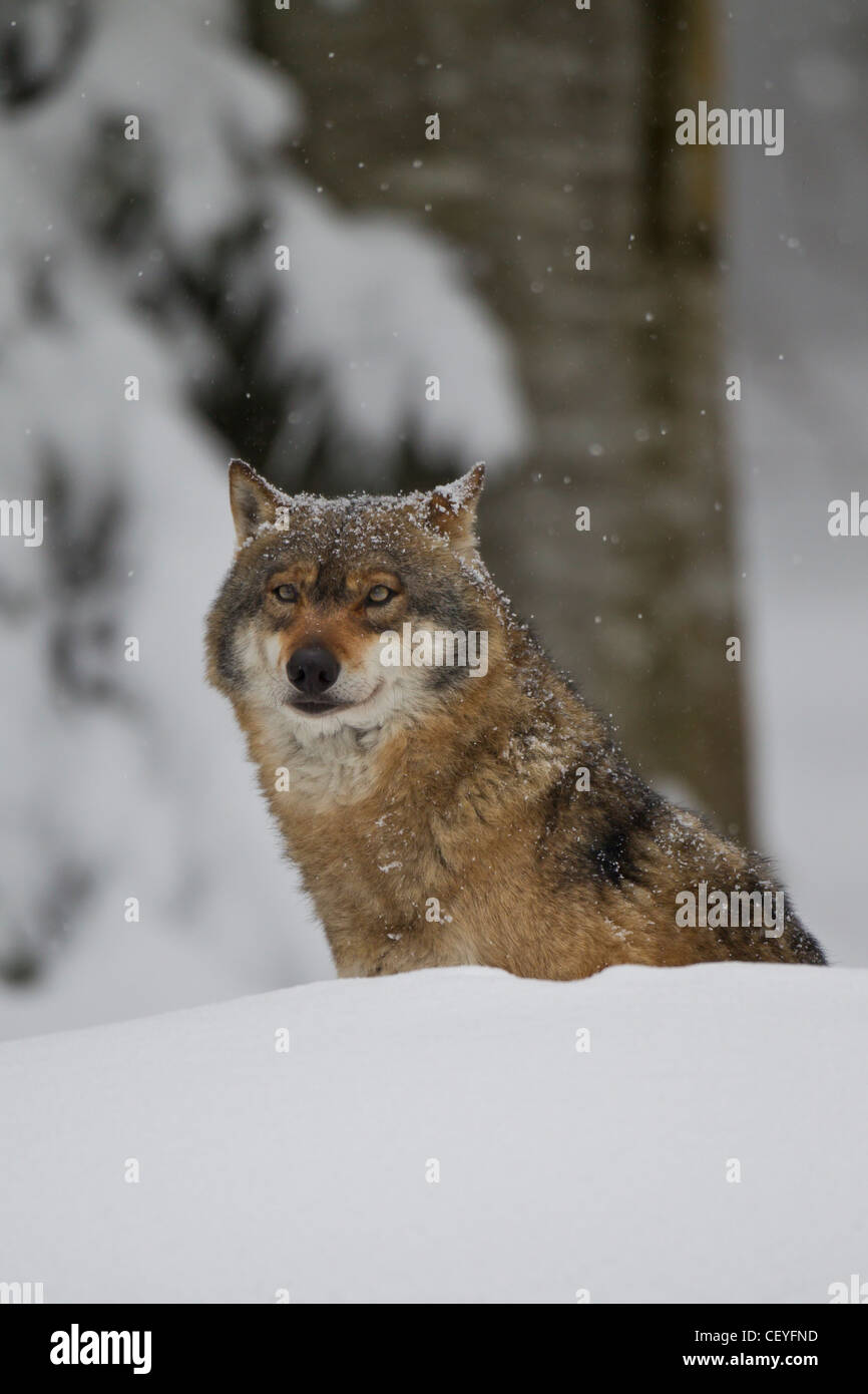 Loup, Canis lupus, loup gris Banque D'Images