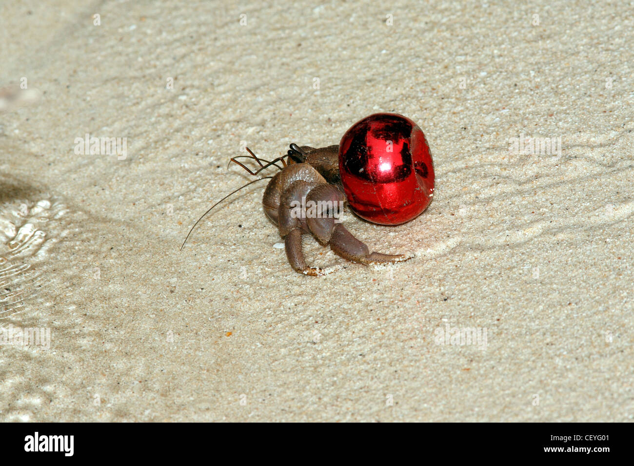 L'hermite terrestre Coenobita, est à l'aide d'un bouchon de vase rouge comme une coquille de protection au lieu de l'habituelle mollusk shell. Banque D'Images