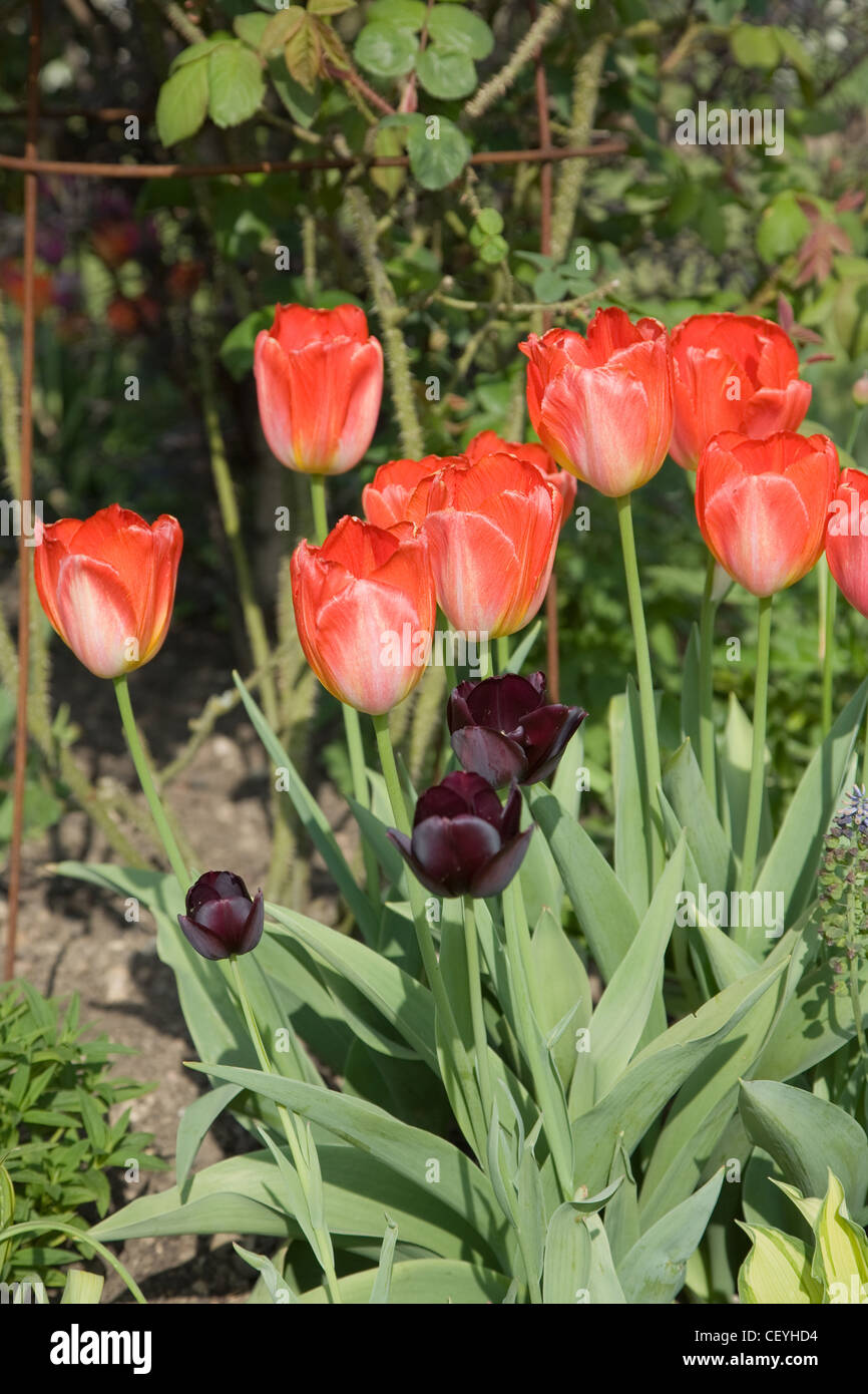 Les Douves Jardin Close up image de Tulipa 'Orange Emperor' Banque D'Images