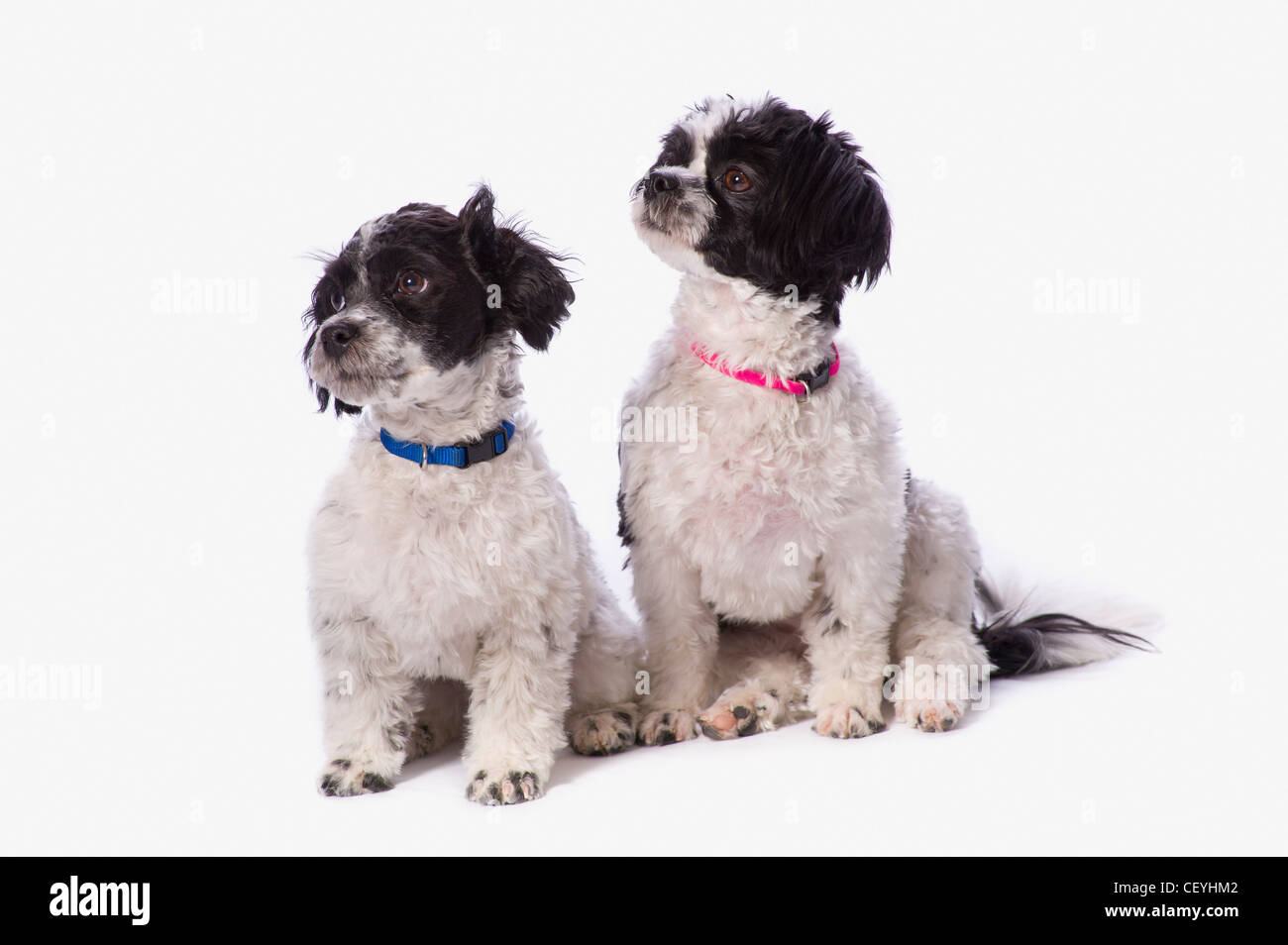 Chiots Bichon havanais noir et blanc ; st. albert alberta canada Banque D'Images