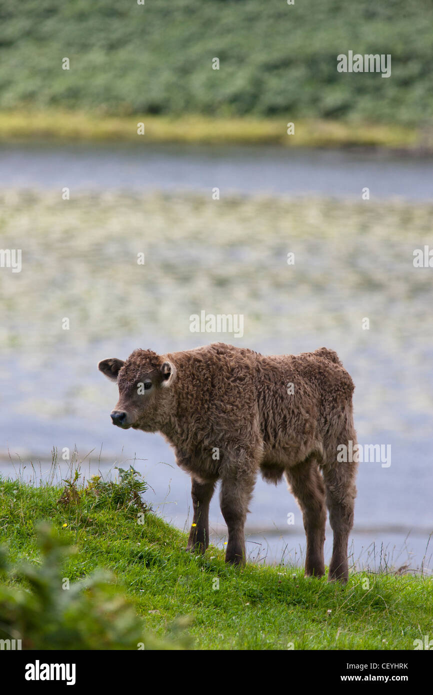 Un veau debout au bord de l'eau ; 38 argyl Scotland Banque D'Images