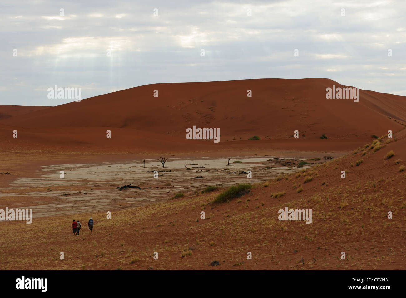 Deadvlei, l'argile blanche près de Sossusvlei pan dans le Namib Naukluft Park. La Namibie. Banque D'Images