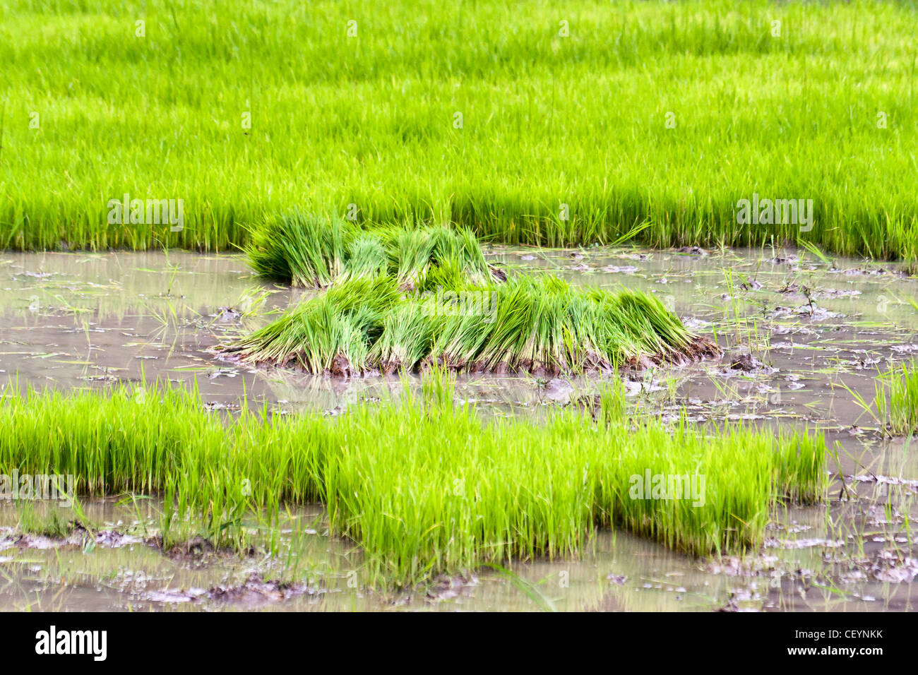 Riz paddy madagascar Banque de photographies et d’images à haute ...