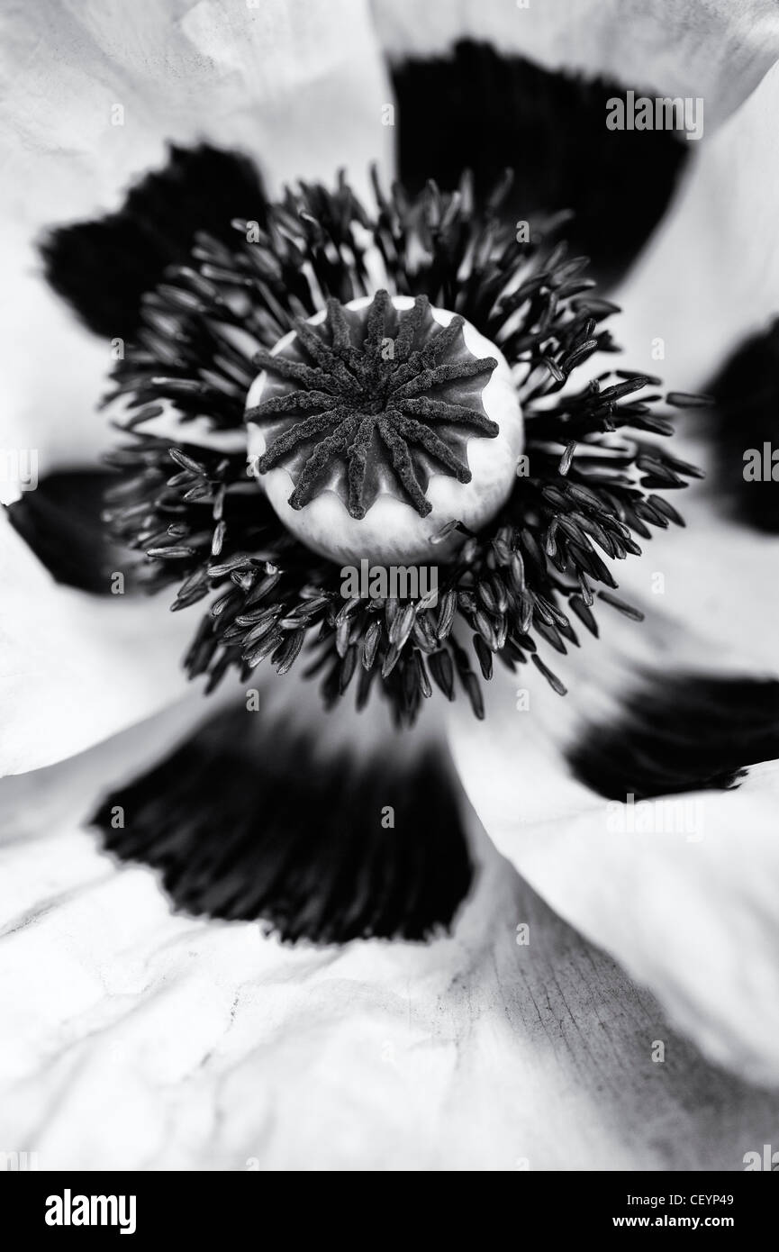 Papaver orientale 'Perrys White'. Close up sur milieu de fleur de pavot. Le noir et blanc Banque D'Images